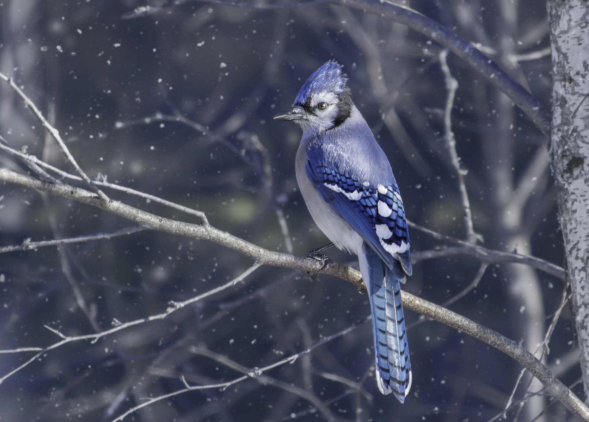 Blue jay