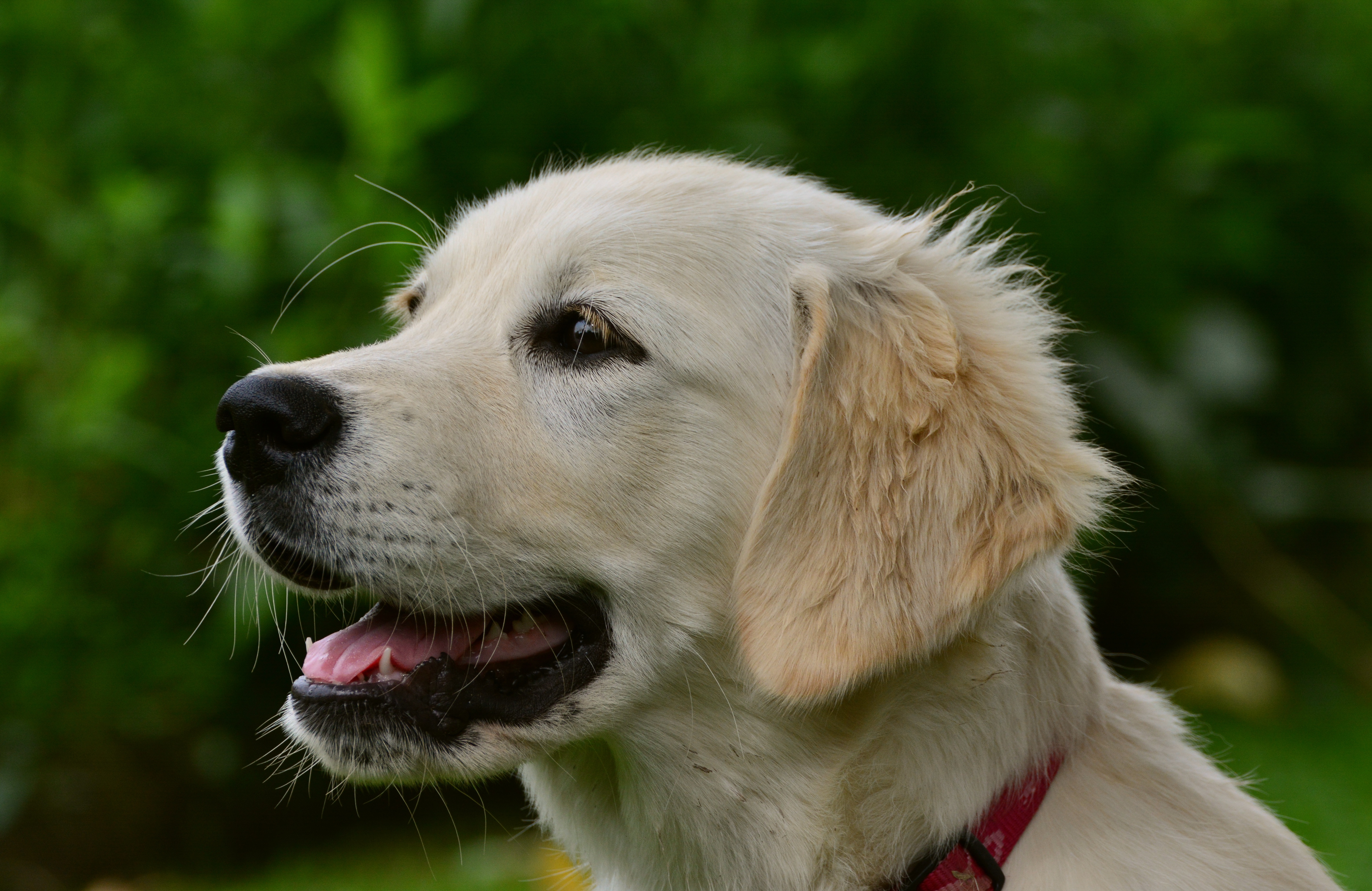 Golden Retriever 4k Ultra HD Wallpaper