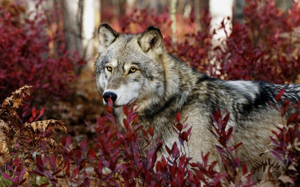 Animal - wolf Wallpapers and Backgrounds