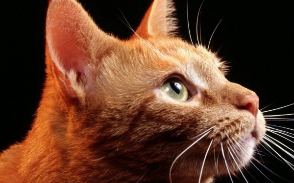 Animal - cat Wallpapers and Backgrounds