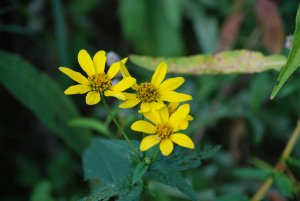 Earth - Flower Wallpaper