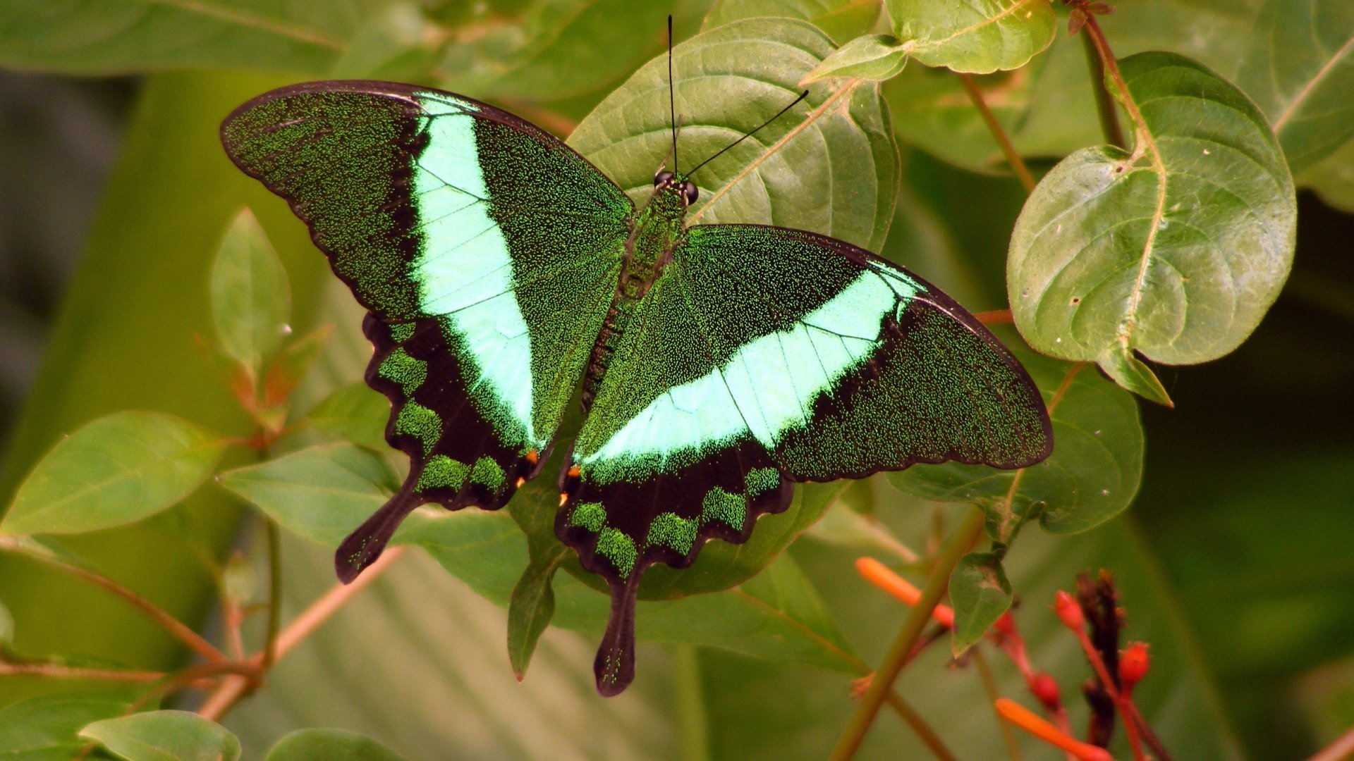 Papillon Fond d écran HD Arrière Plan 1920x1080 ID 165190