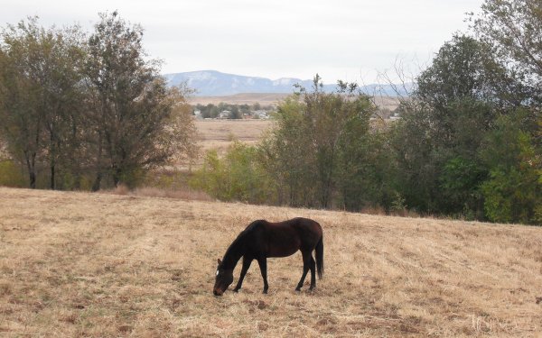 Animal - horse Wallpapers and Backgrounds