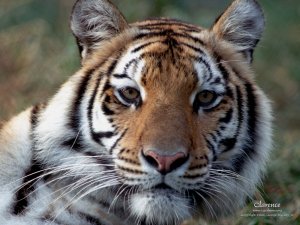Animal - Tiger Wallpaper