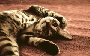 Animal - cat Wallpaper