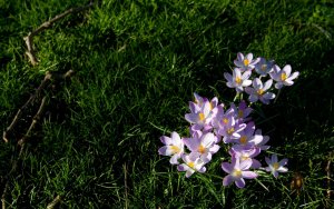 Earth - flower Wallpaper