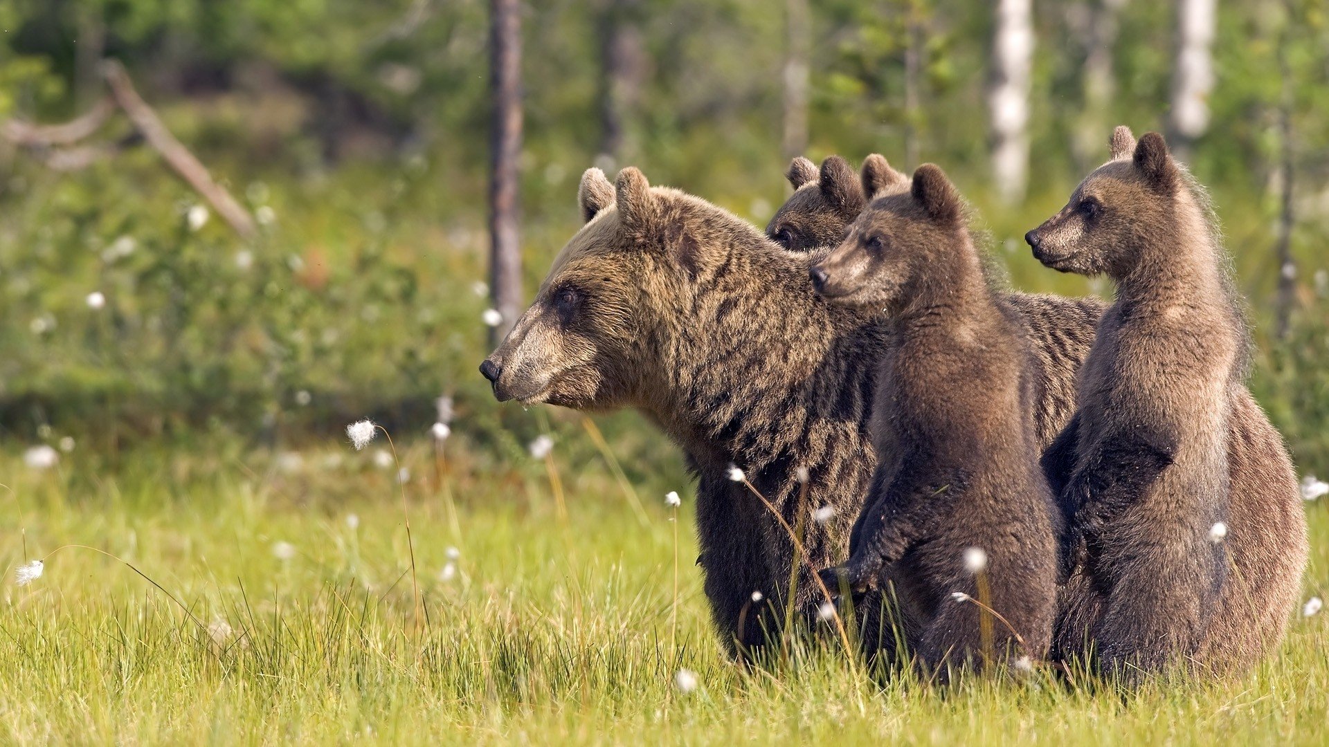 Медведь живой фото