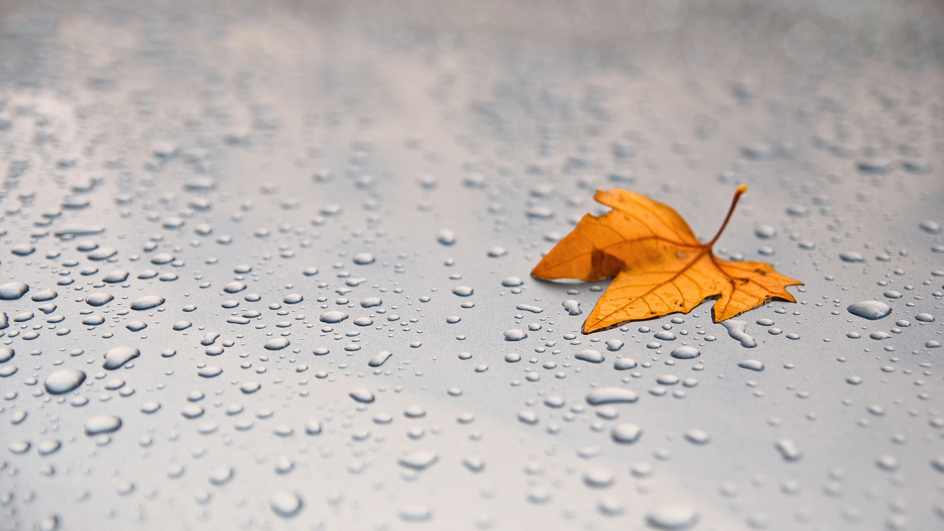 Earth - leaf Wallpaper