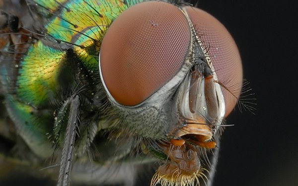Animal - insect Wallpapers and Backgrounds