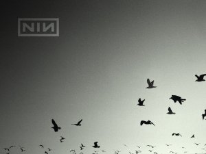 Music - Nine Inch Nails Wallpaper