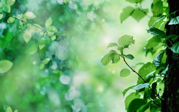 Earth - close up Wallpapers and Backgrounds