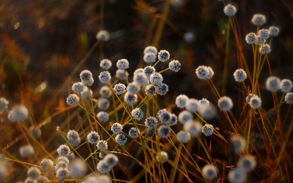 Earth - close up Wallpapers and Backgrounds