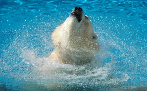 Animal - polar bear Wallpapers and Backgrounds