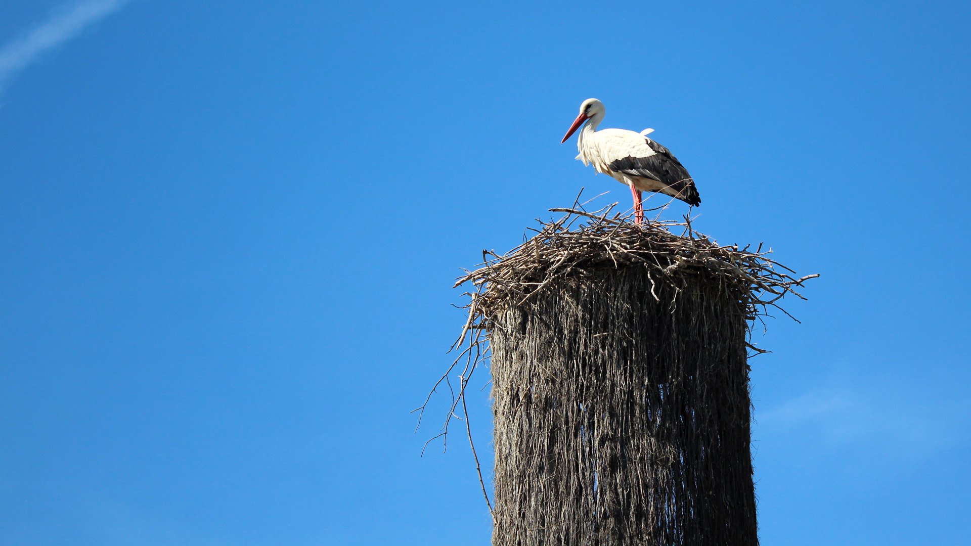 White Stork Hd Wallpaper