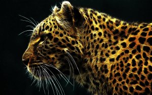 Animal - Tiger Wallpaper