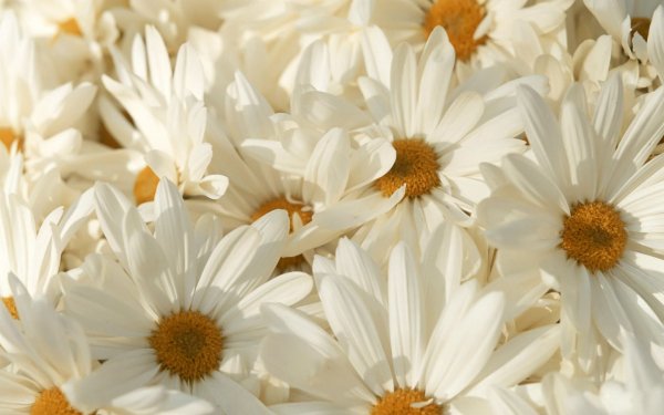 Earth - flower Wallpapers and Backgrounds