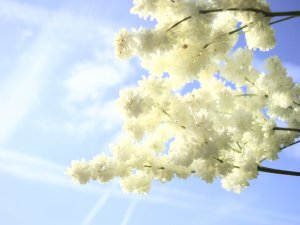 Earth - Flower Wallpaper