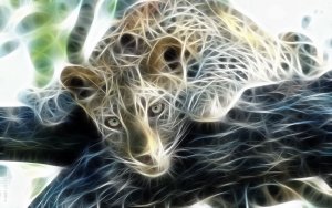 Animal - Tiger Wallpaper