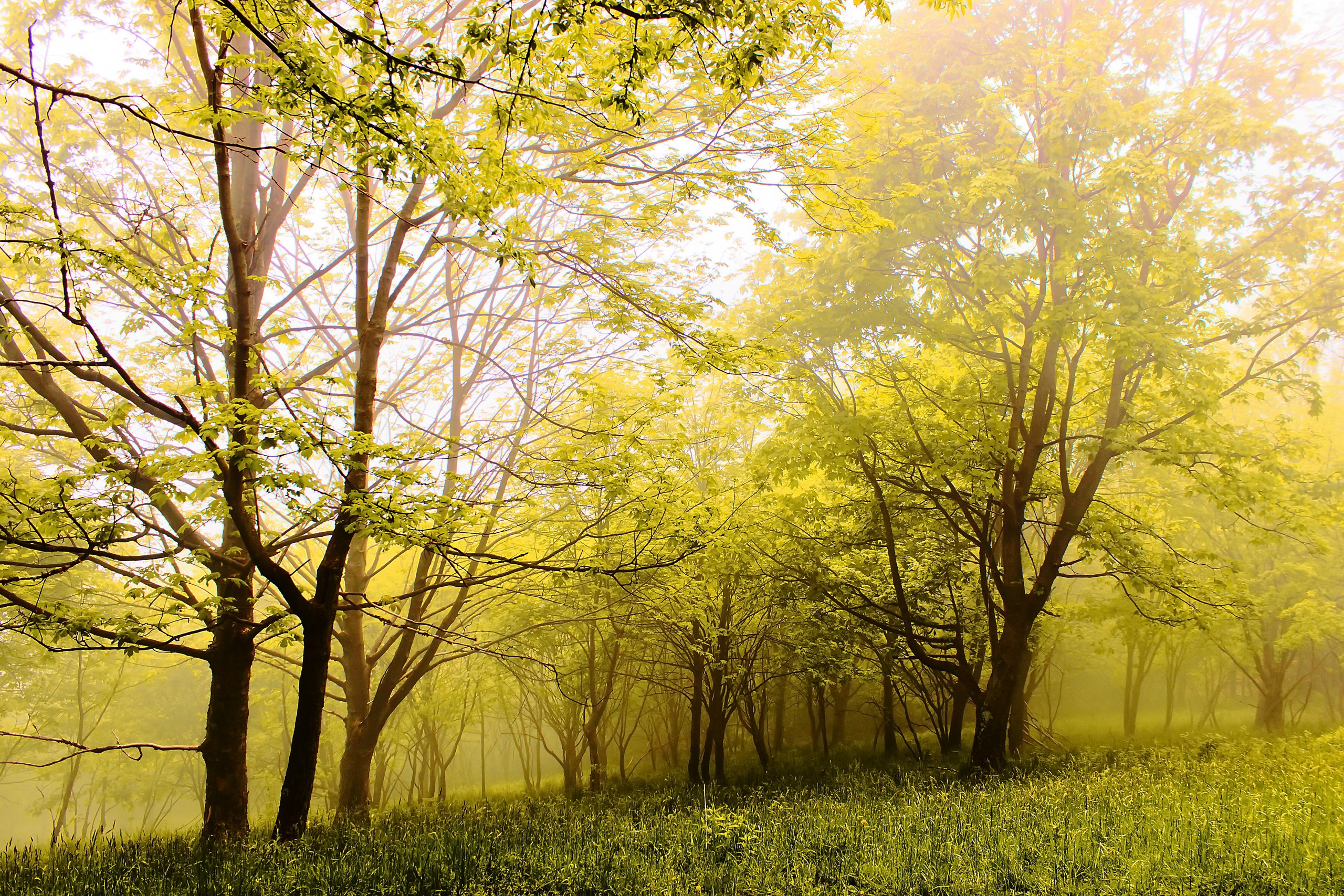 Bosque Fondo De Pantalla Hd Fondo De Escritorio X Id