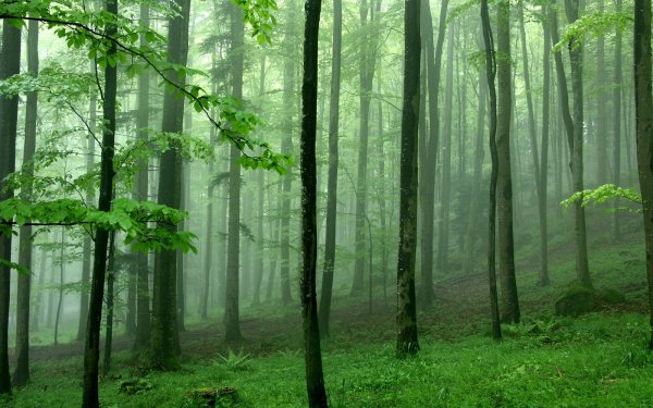 forest wallpaper