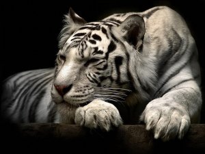 Animal - tiger Wallpapers and Backgrounds