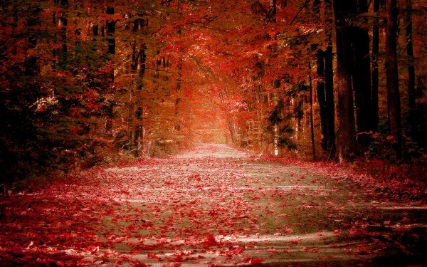 Earth - autumn Wallpapers and Backgrounds