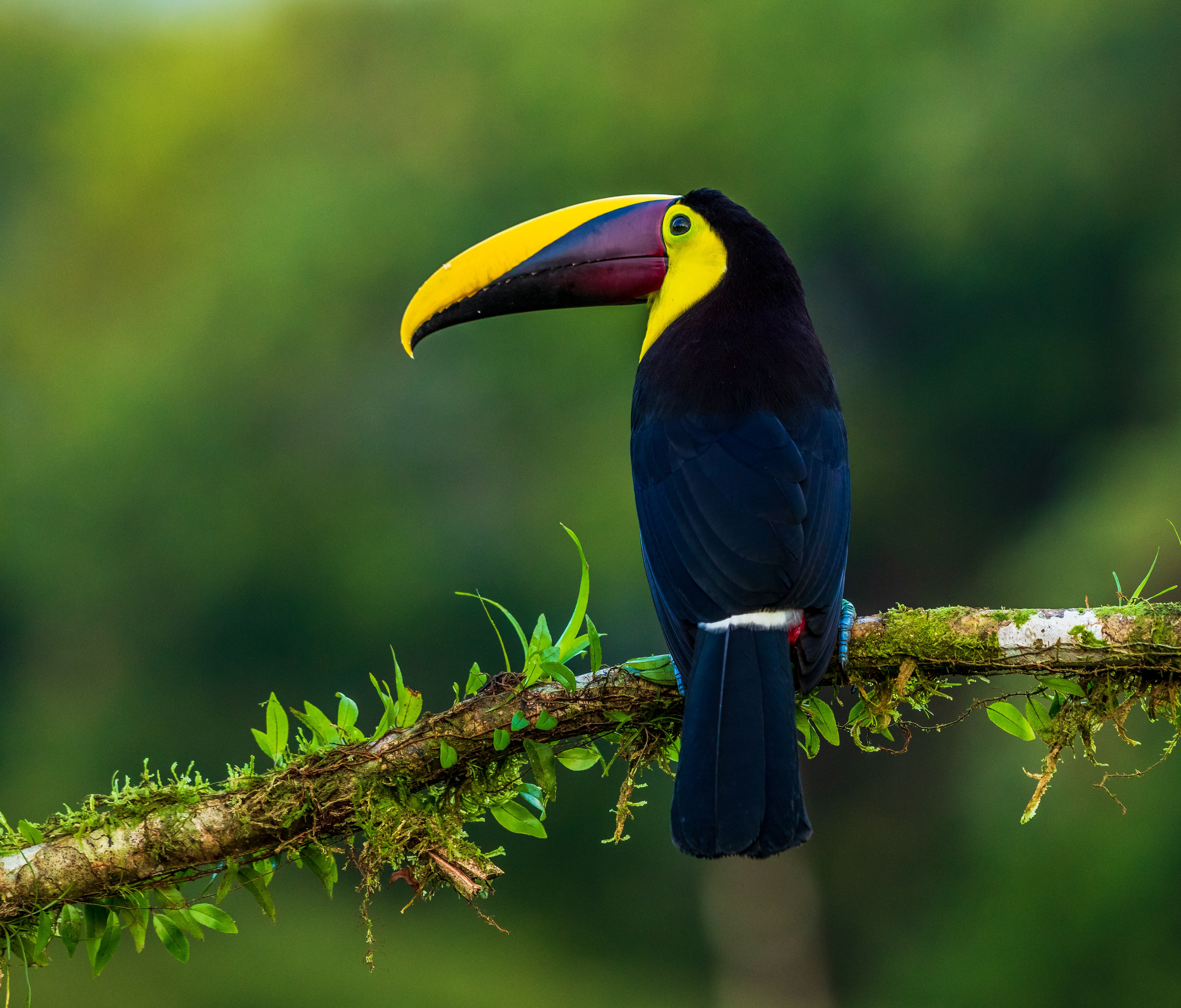 Toucan on a Branch