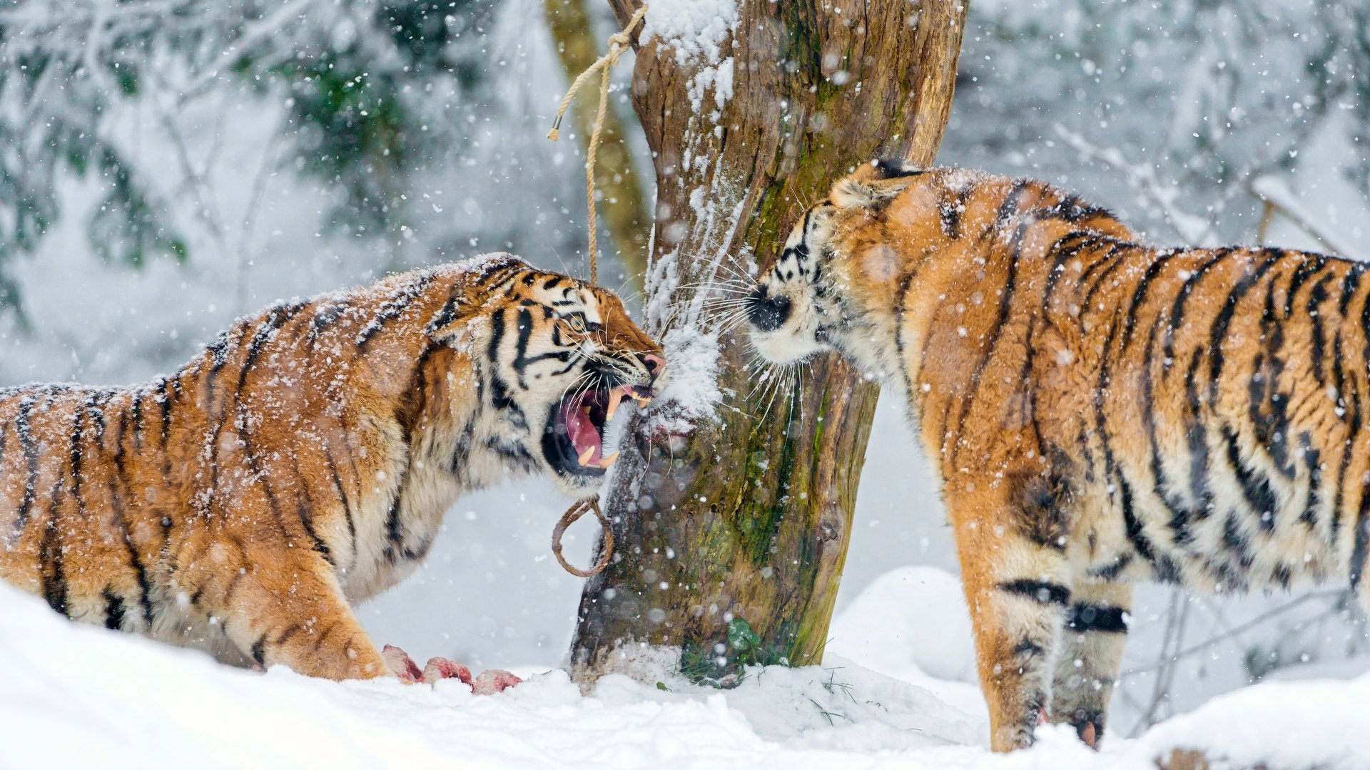 Download Snow Siberian Tiger Animal Tiger Winter Animals 4k Ultra HD Wallpaper