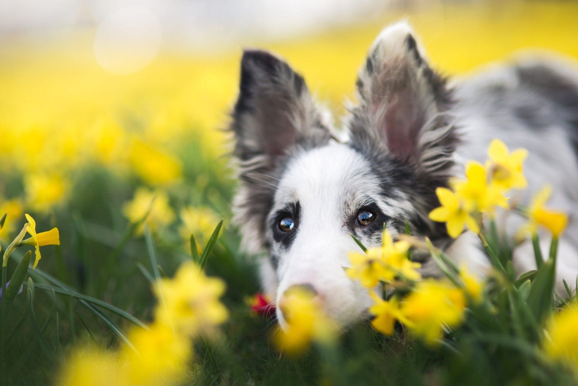Download Daffodil Dog Animal Australian Shepherd HD Wallpaper