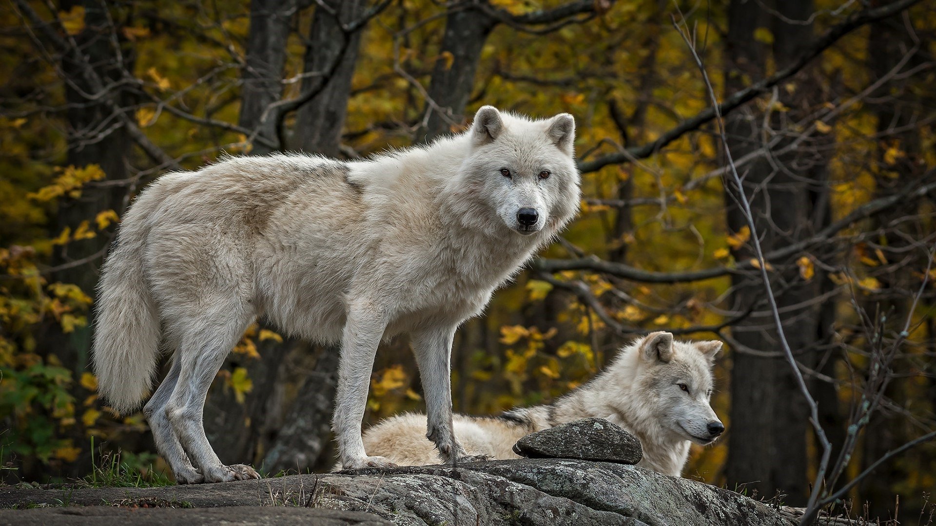 Majestic white wolf in its natural habitat, a striking HD desktop wallpaper and background.