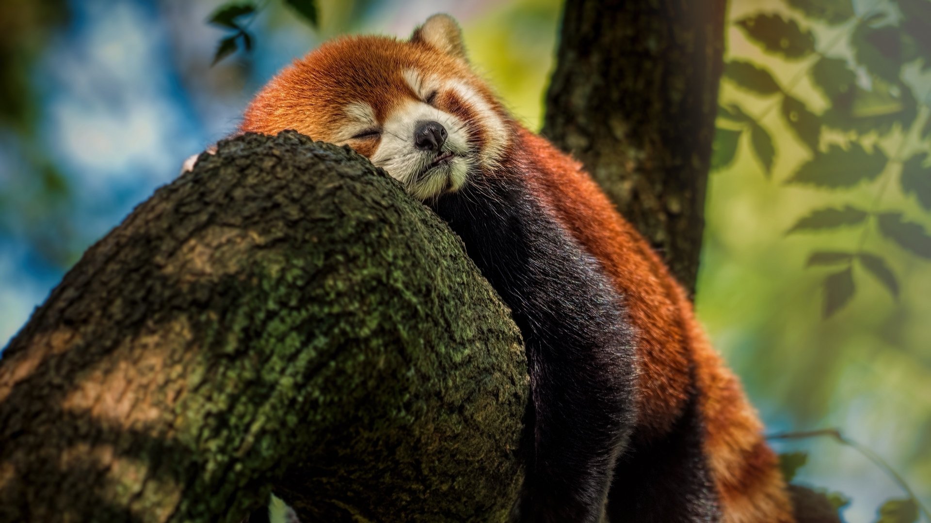 Red Panda Sleeping 4k Ultra Fond Décran Hd Arrière Plan 3840x2160