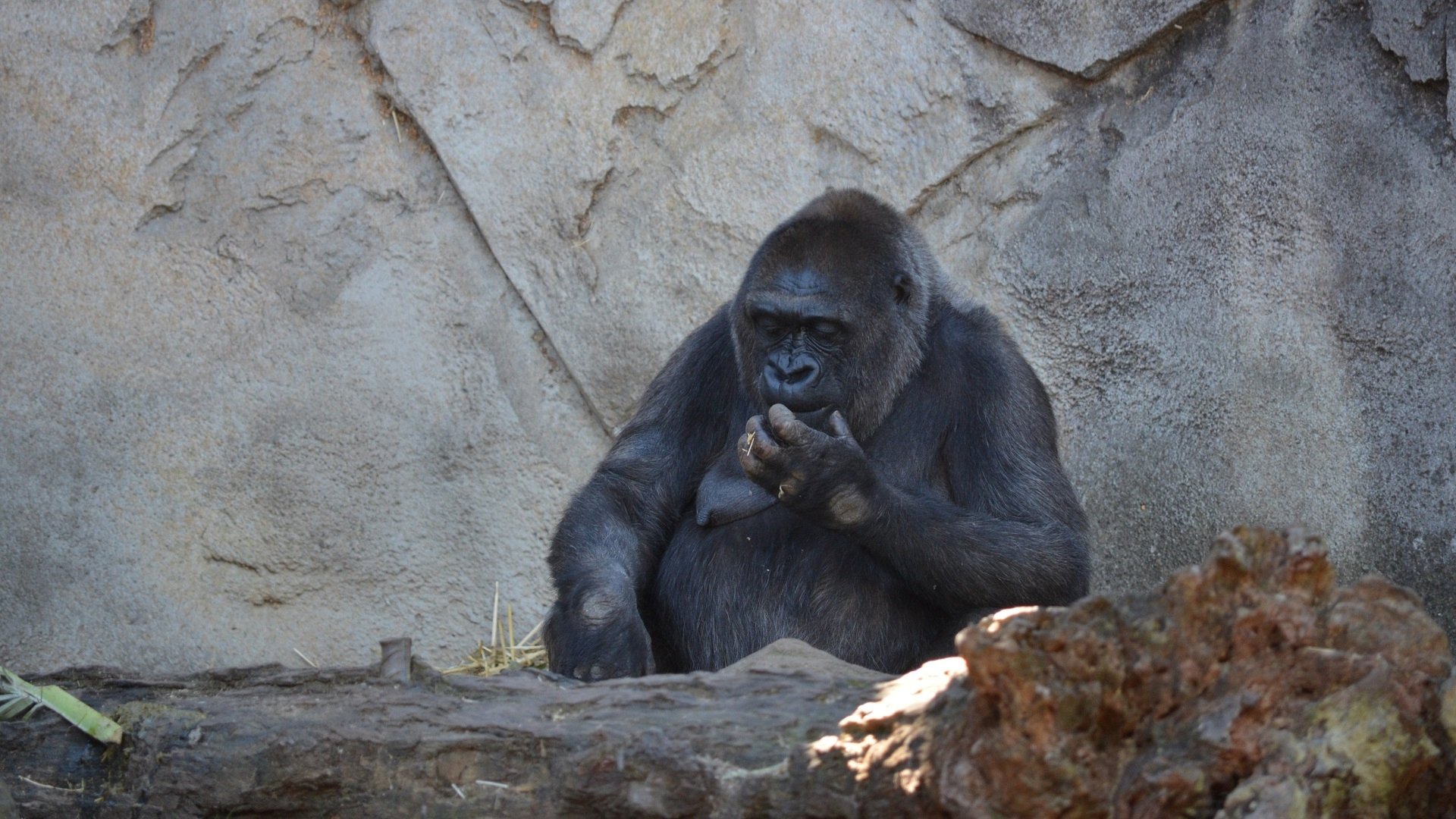 Female Gorilla At Taronga Zoo Sydney Australia 高清壁纸 桌面背景 19x1080