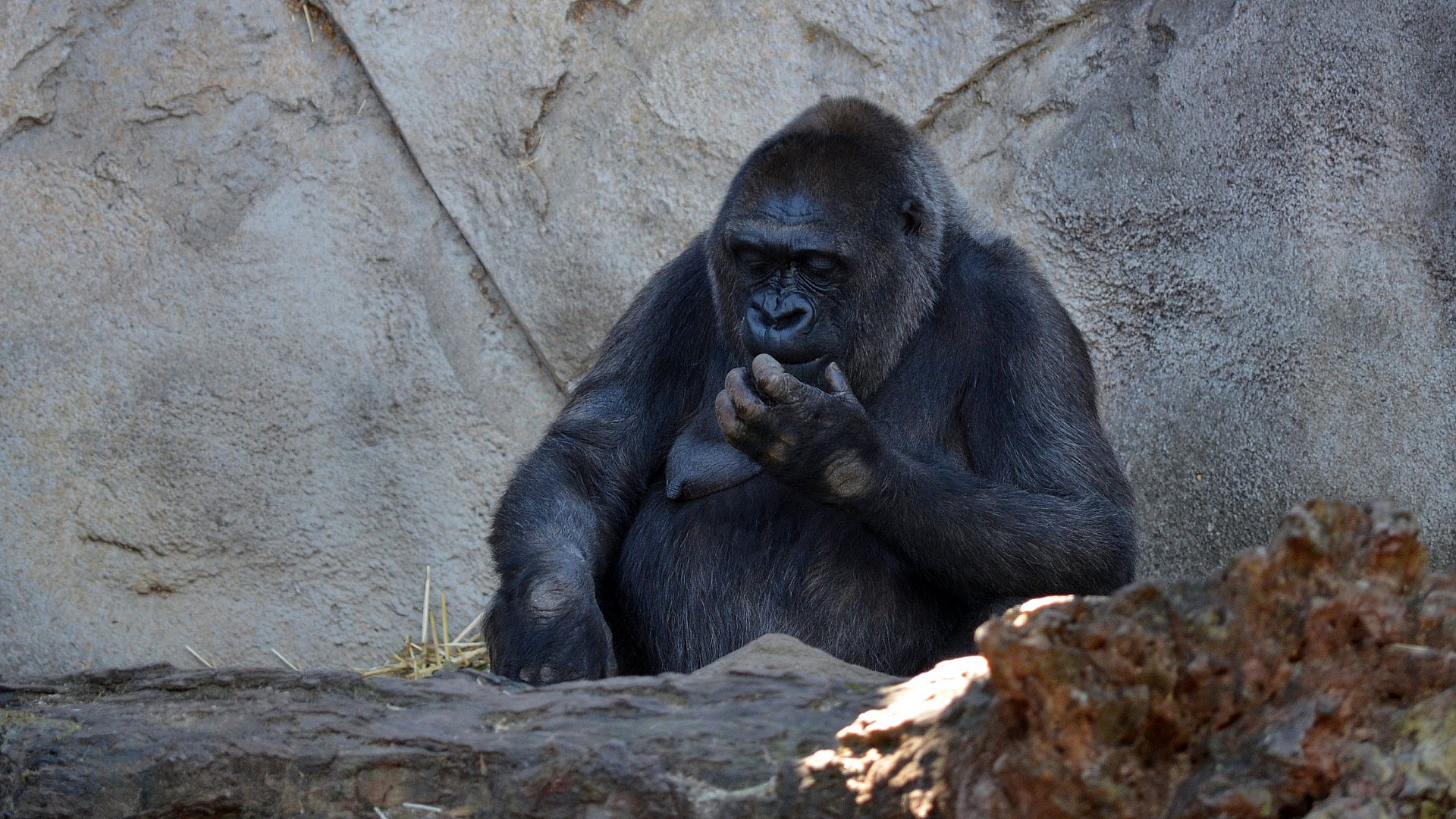 Female Gorilla at Taronga Zoo, Sydney, Australia by lonewolf6738