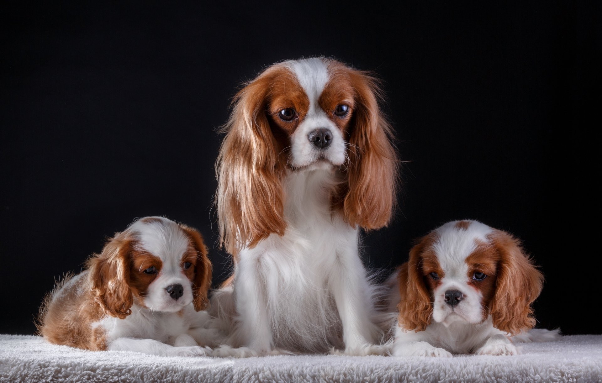 Three King Charles Spaniel puppies with white and brown fur pose against a black background in this 4K Ultra HD PC desktop wallpaper.