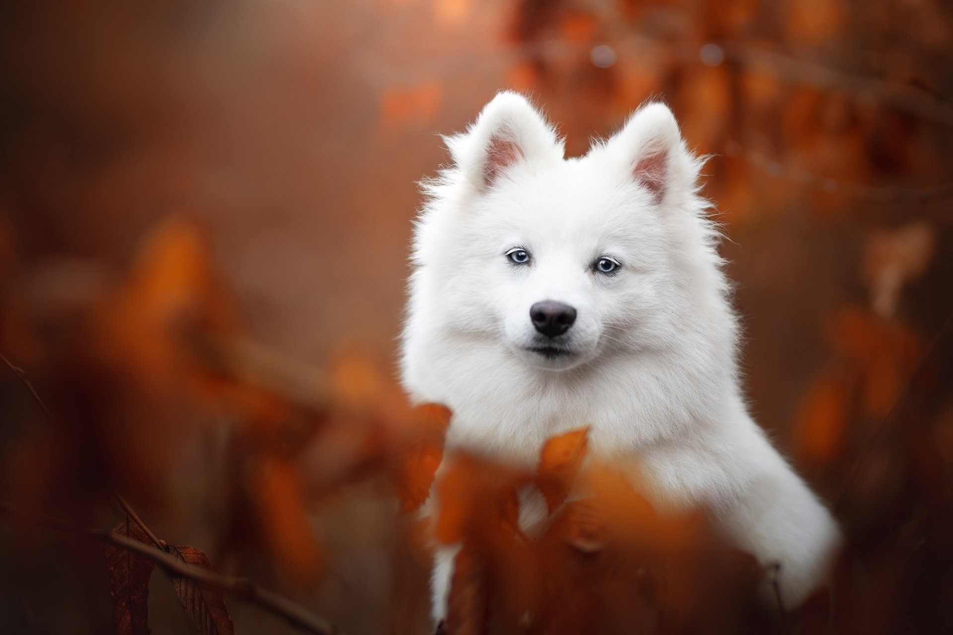 HD PC desktop wallpaper of a white spitz dog (animal) framed by warm autumn foliage, close-up portrait with soft bokeh background.