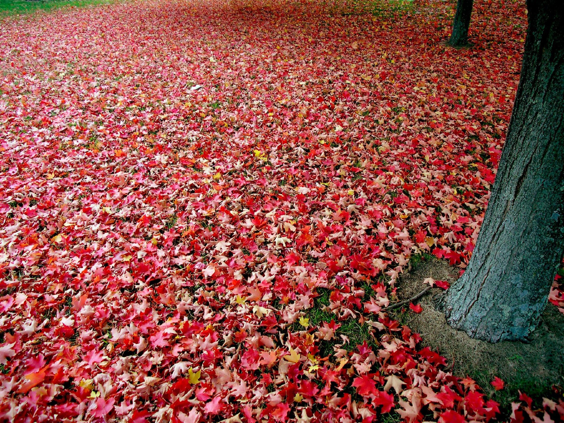 HD desktop wallpaper featuring a tree trunk surrounded by a dense carpet of vibrant red and orange autumn leaves in a natural outdoor setting.