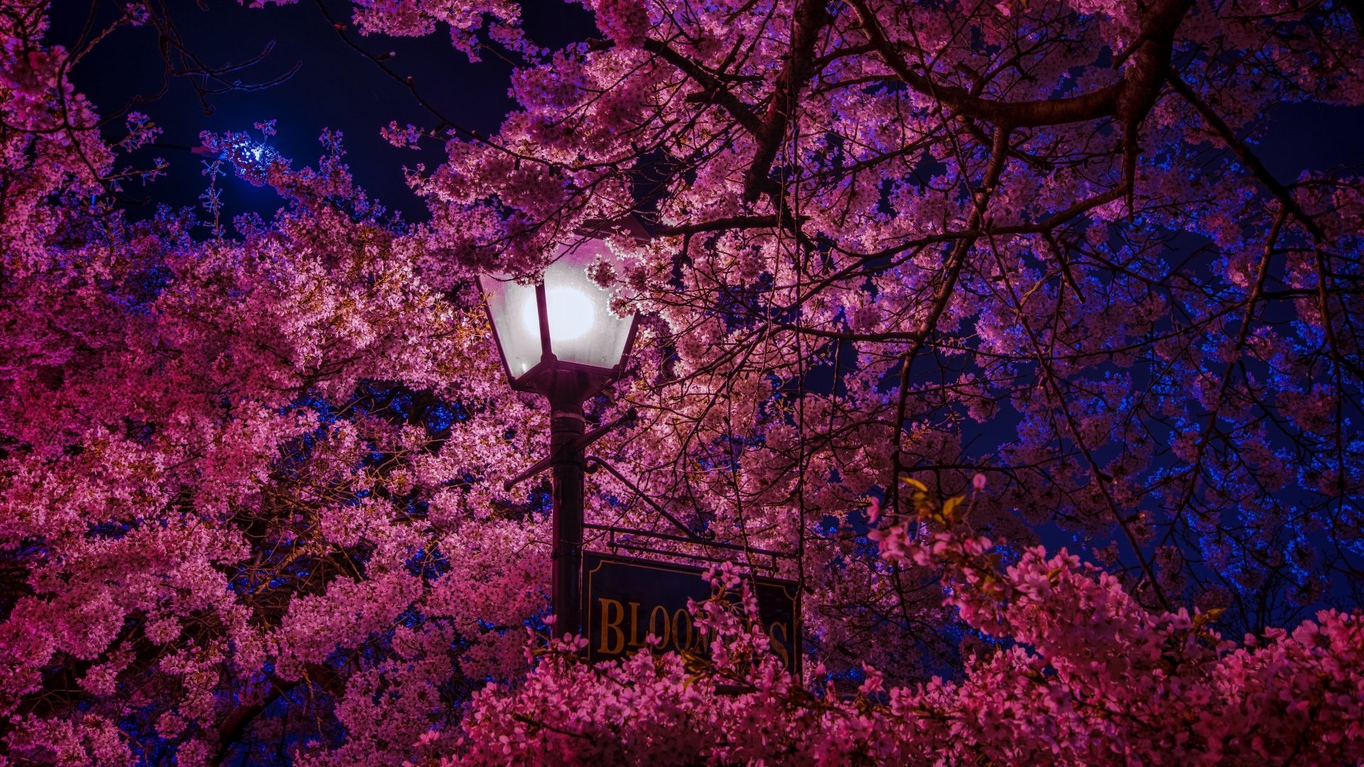 Sakura Tree at Night 4k Ultra HD Wallpaper | Background Image
