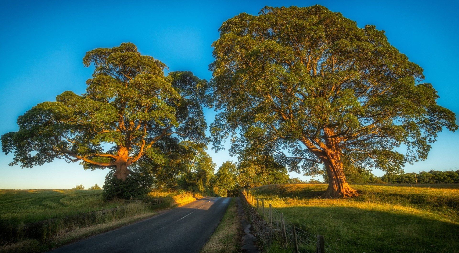 HD PC desktop wallpaper/background: a man-made paved country road cuts through a sunlit meadow beneath two towering trees under a vivid blue sky.