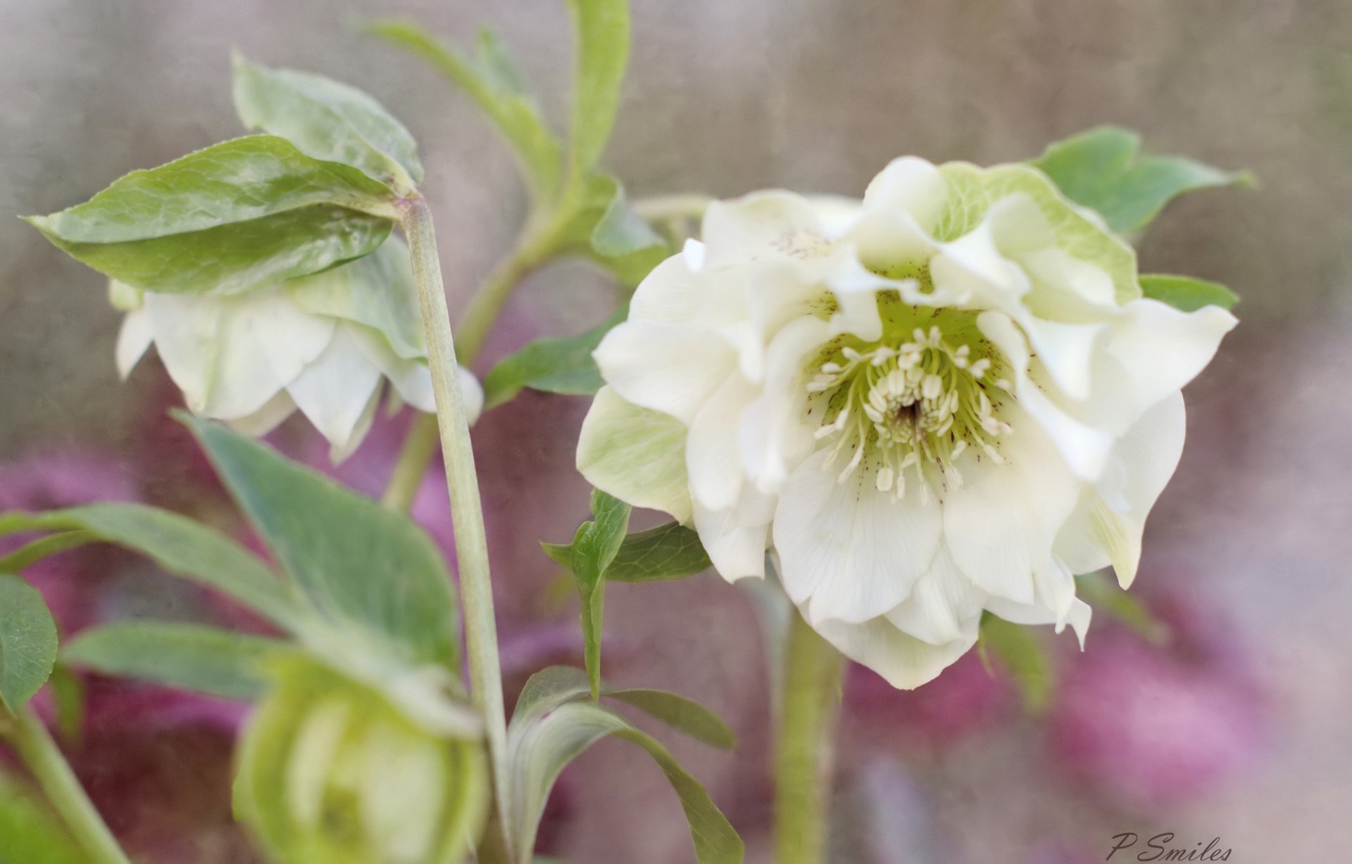 Download Nature Hellebore HD Wallpaper