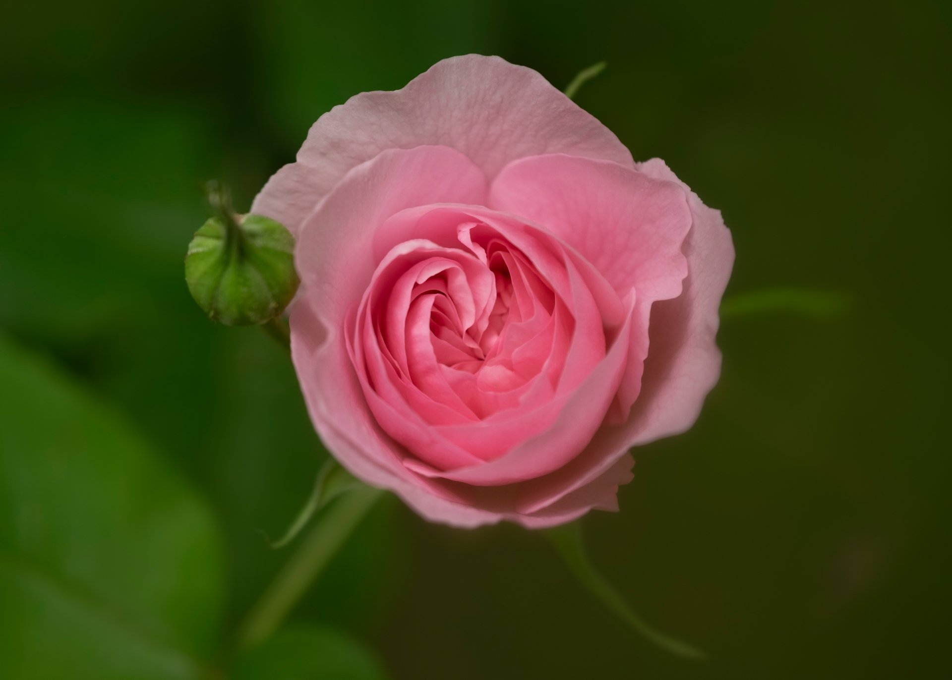 Download Pink Flower Flower Close-up Nature Rose 4k Ultra HD Wallpaper