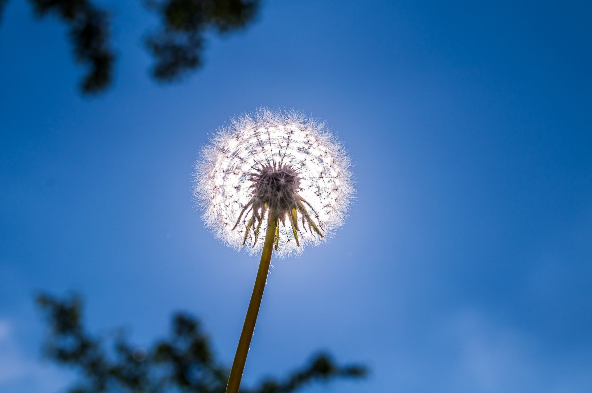 Download Nature Dandelion 4k Ultra HD Wallpaper