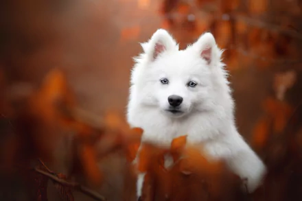 dog Animal spitz HD Desktop Wallpaper | Background Image