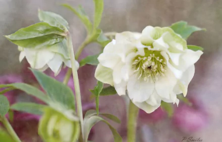 nature hellebore HD Desktop Wallpaper | Background Image