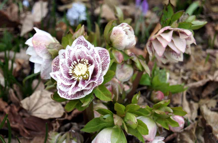 nature hellebore HD Desktop Wallpaper | Background Image