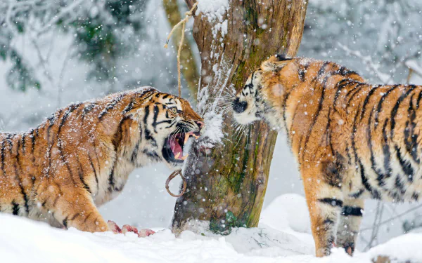  Siberian Tigers
