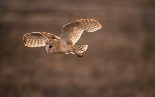 Animal Barn owl Birds Owls Owl Bird HD Wallpaper | Background Image