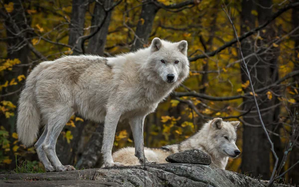  White Wolves