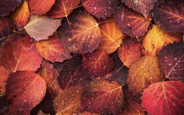 Earth Leaf Nature Close-Up Water Drop HD Wallpaper | Background Image
