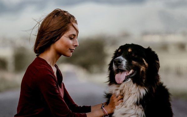 Women Model Bernese Mountain Dog Dog Redhead Depth Of Field HD Wallpaper | Background Image