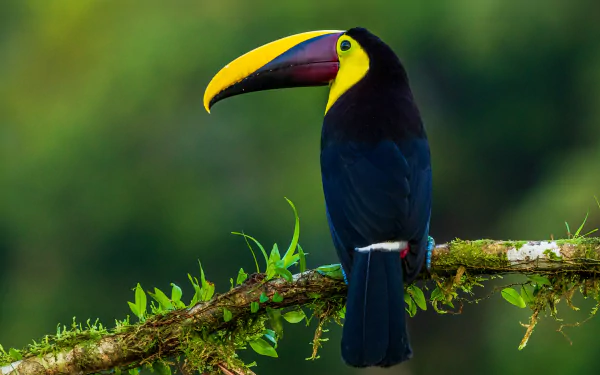  Toucan on a Branch
